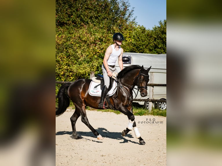 Duitse rijpony Ruin 4 Jaar 147 cm Donkerbruin in Hagen