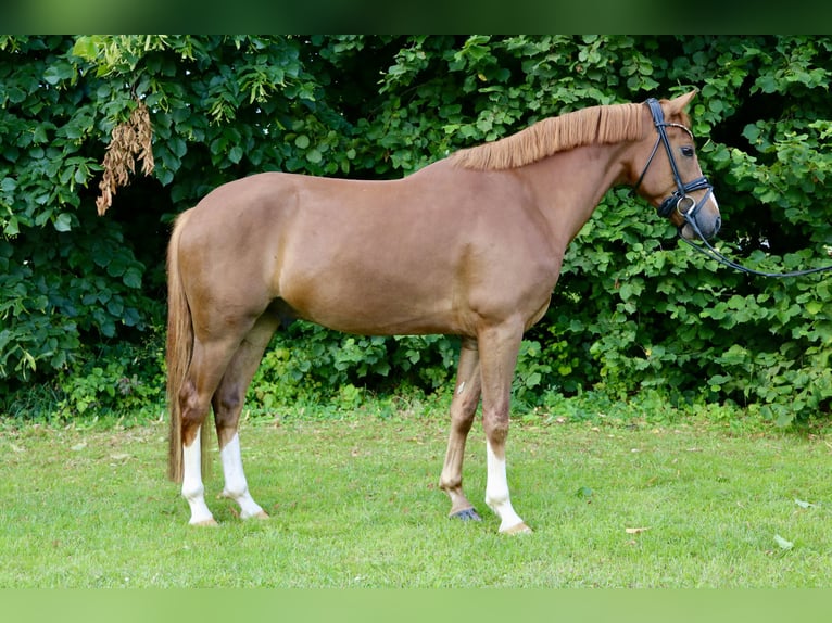 Duitse rijpony Ruin 4 Jaar 147 cm Donkere-vos in Springe