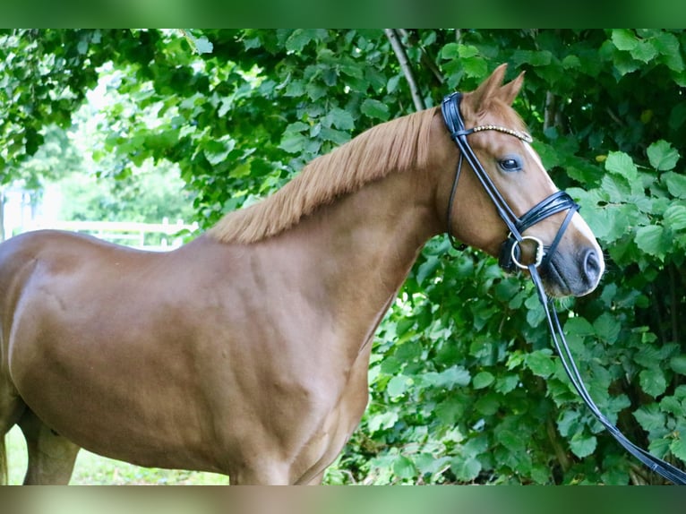 Duitse rijpony Ruin 4 Jaar 147 cm Donkere-vos in Springe