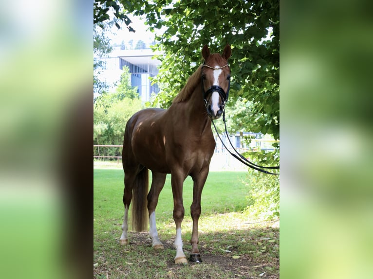 Duitse rijpony Ruin 4 Jaar 147 cm Donkere-vos in Springe