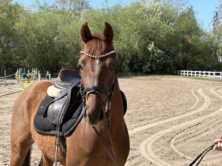 Duitse rijpony Ruin 4 Jaar 147 cm Donkere-vos in Verden (Aller)