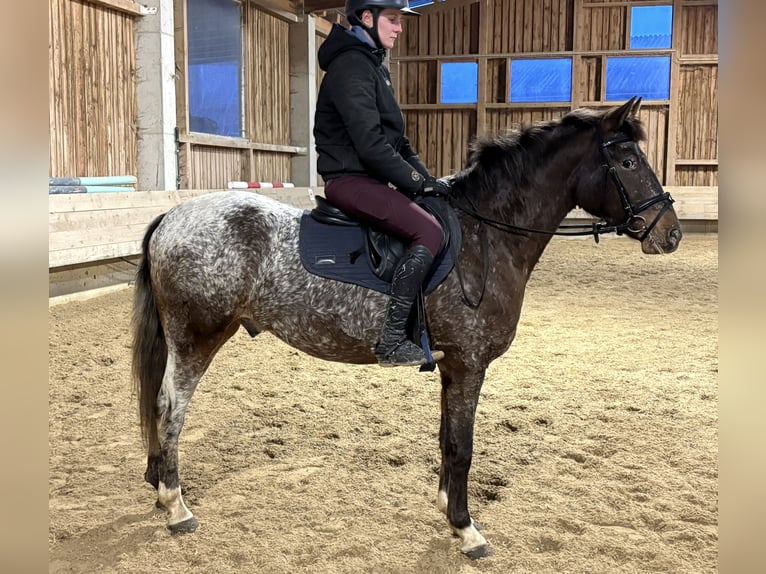 Duitse rijpony Ruin 4 Jaar 147 cm  in Hainsfarth