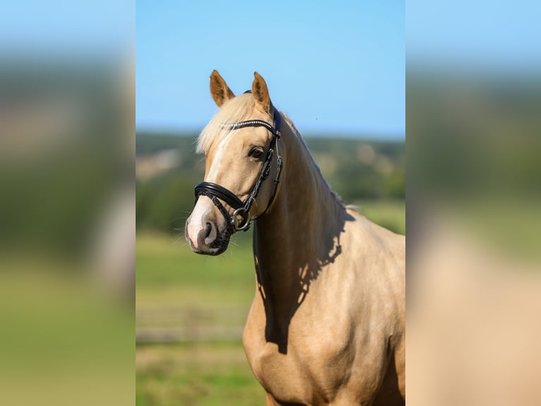 Duitse rijpony Ruin 4 Jaar 147 cm Palomino in Salzhausen