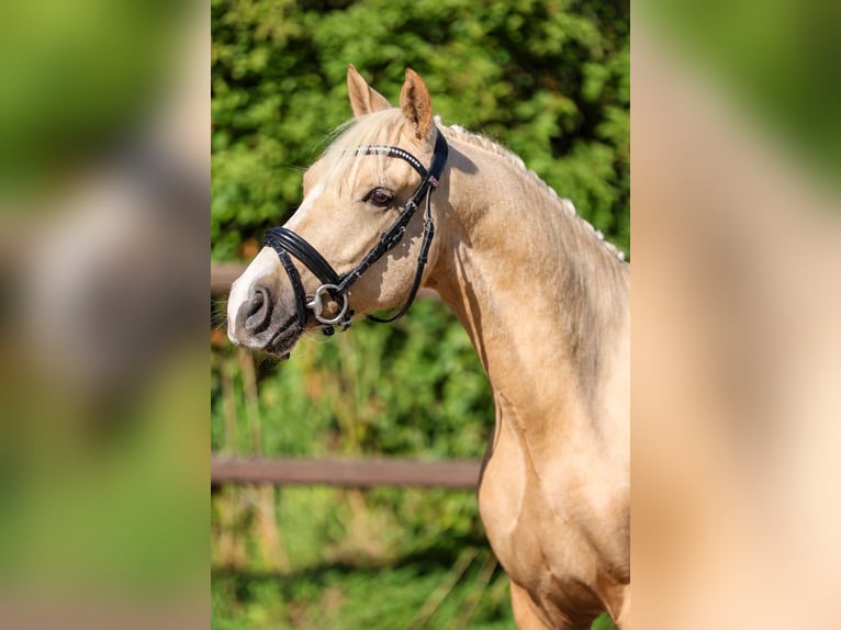 Duitse rijpony Ruin 4 Jaar 147 cm Palomino in Salzhausen