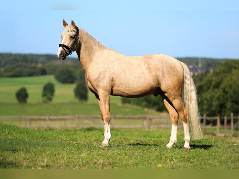 Duitse rijpony Ruin 4 Jaar 147 cm Palomino in Salzhausen