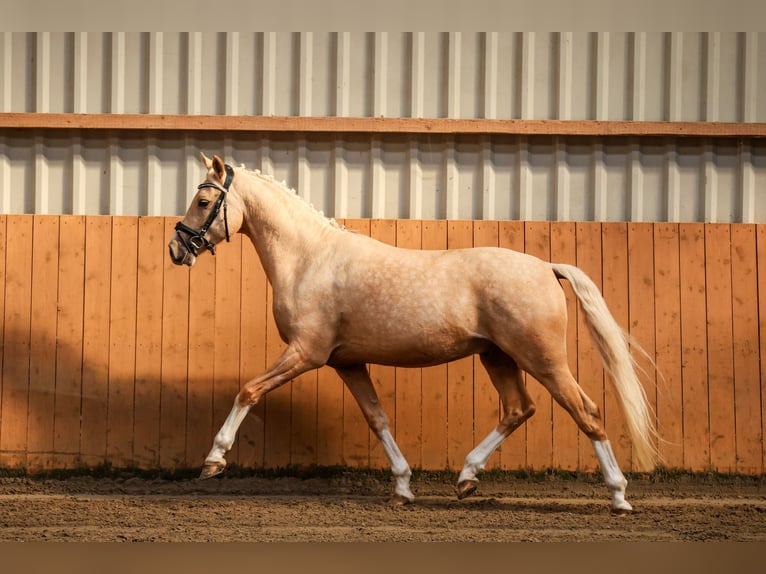 Duitse rijpony Ruin 4 Jaar 147 cm Palomino in Salzhausen