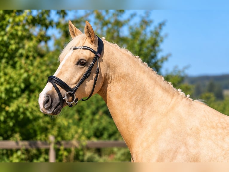 Duitse rijpony Ruin 4 Jaar 147 cm Palomino in Salzhausen