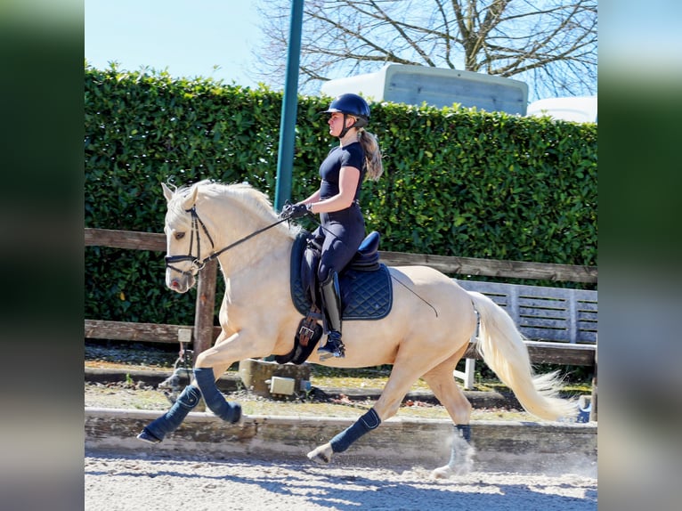 Duitse rijpony Ruin 4 Jaar 147 cm Palomino in Kempen