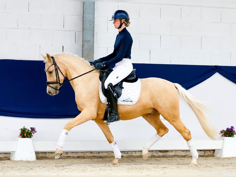 Duitse rijpony Ruin 4 Jaar 147 cm Palomino in Marsberg