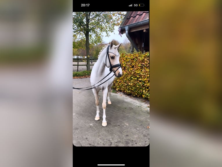 Duitse rijpony Ruin 4 Jaar 147 cm Palomino in Rastede