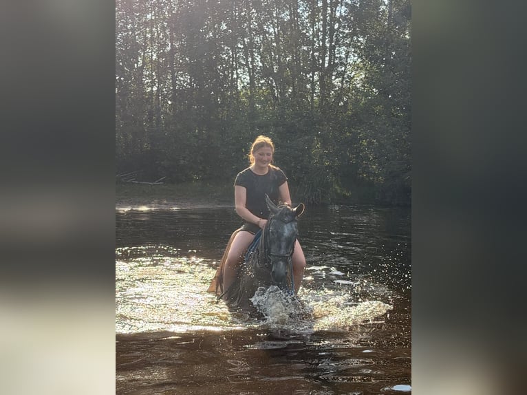Duitse rijpony Ruin 4 Jaar 147 cm Schimmel in Hamersen