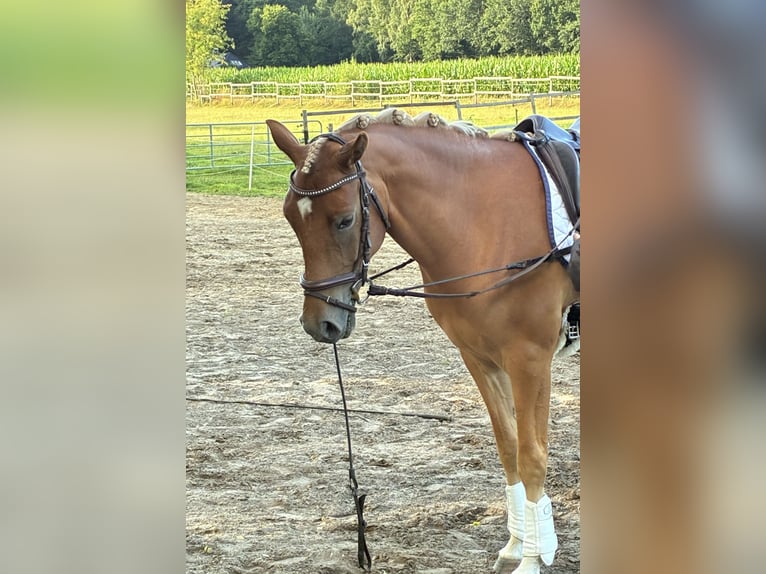 Duitse rijpony Ruin 4 Jaar 147 cm Vos in Dünsen