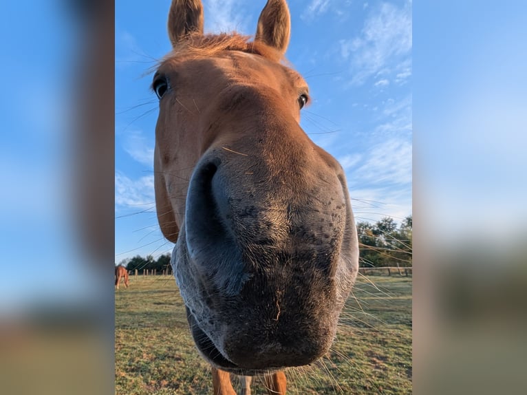 Duitse rijpony Ruin 4 Jaar 147 cm Vos in Jesteburg