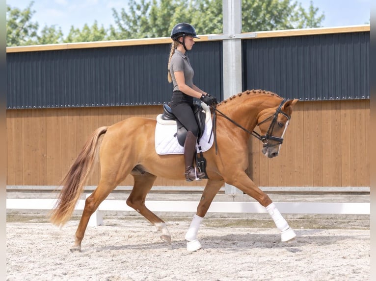 Duitse rijpony Ruin 4 Jaar 147 cm Vos in Neustadt