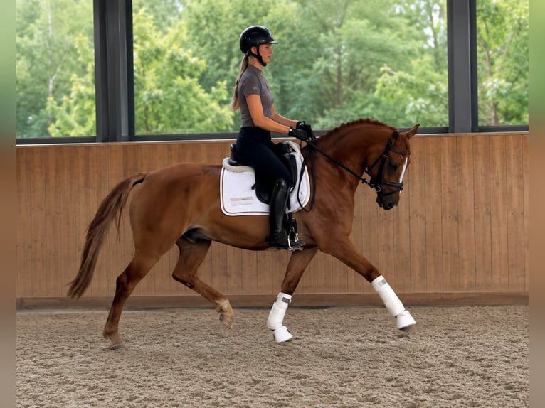 Duitse rijpony Ruin 4 Jaar 147 cm Vos in Neustadt