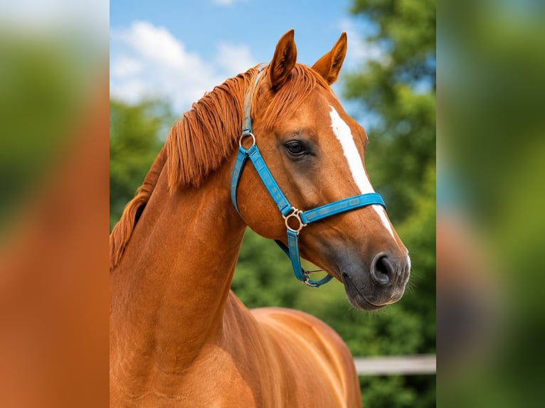 Duitse rijpony Ruin 4 Jaar 147 cm Vos in Neustadt