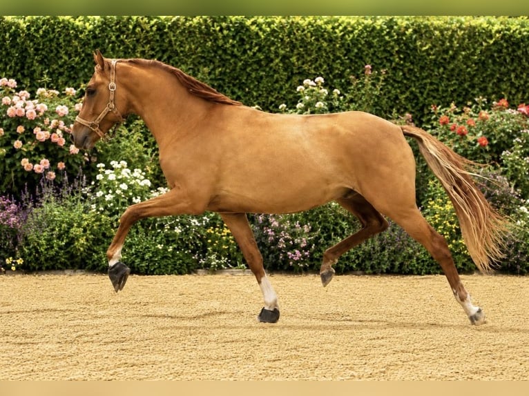 Duitse rijpony Ruin 4 Jaar 147 cm Vos in Neustadt