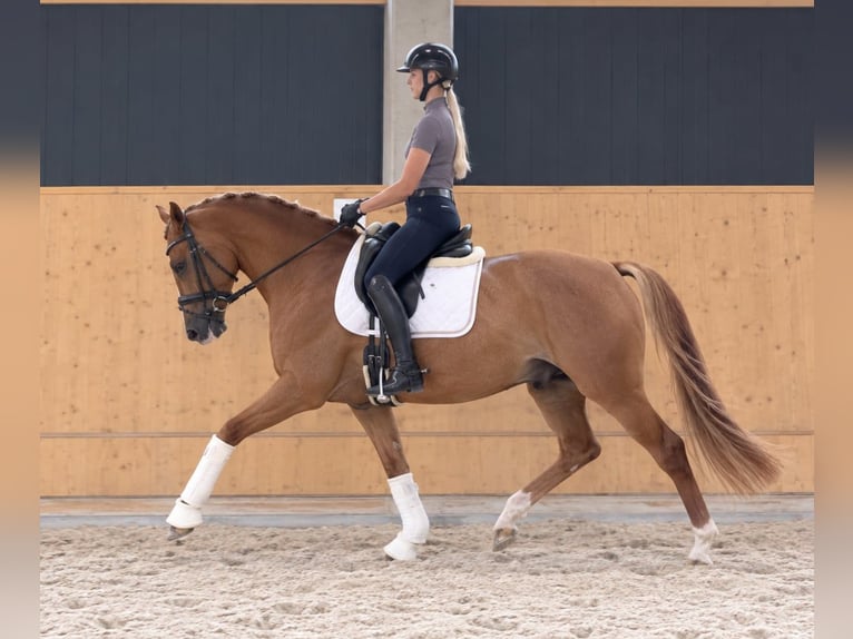 Duitse rijpony Ruin 4 Jaar 147 cm Vos in Neustadt