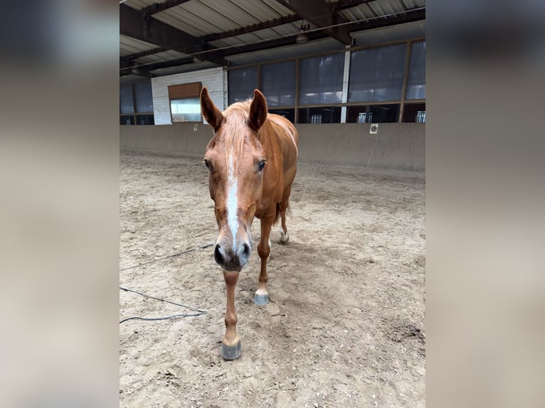 Duitse rijpony Ruin 4 Jaar 147 cm Vos in Ringstedt