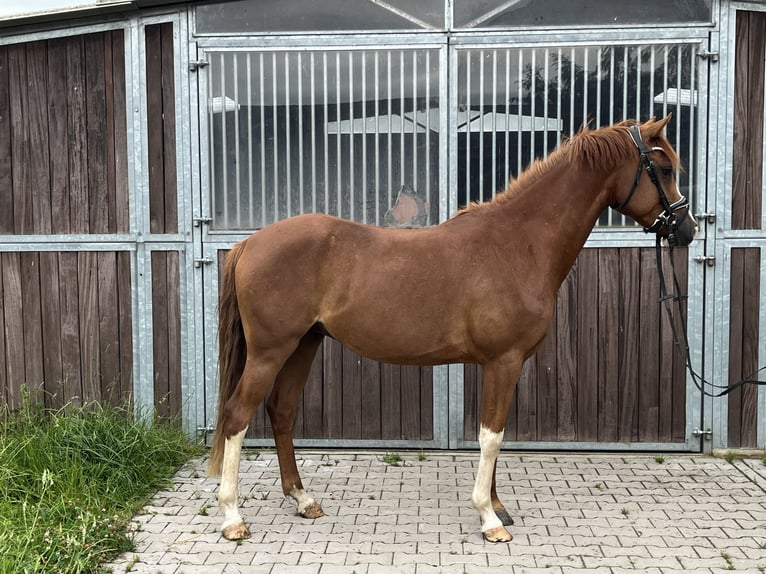Duitse rijpony Ruin 4 Jaar 147 cm Vos in Scharnebeck