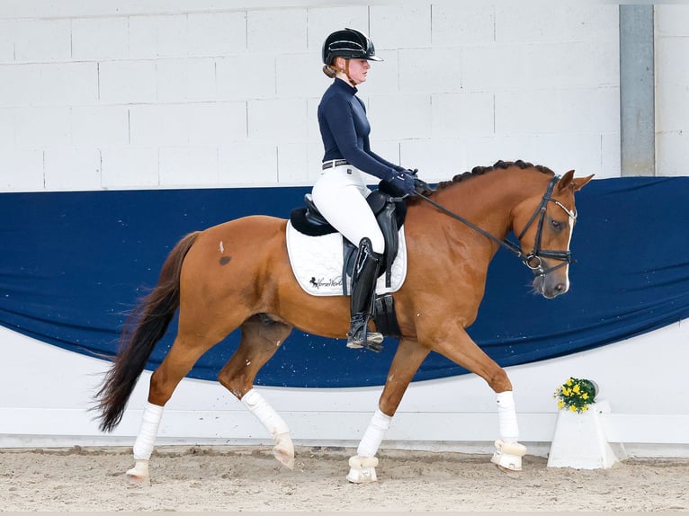 Duitse rijpony Ruin 4 Jaar 147 cm Vos in Marsberg