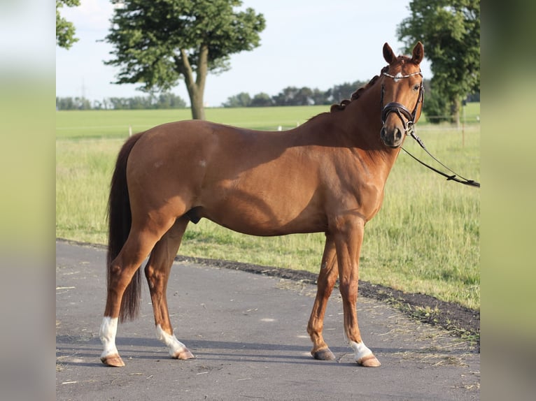 Duitse rijpony Ruin 4 Jaar 147 cm Vos in Trebbin