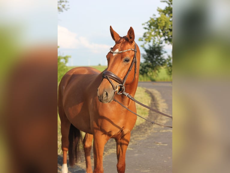 Duitse rijpony Ruin 4 Jaar 147 cm Vos in Trebbin