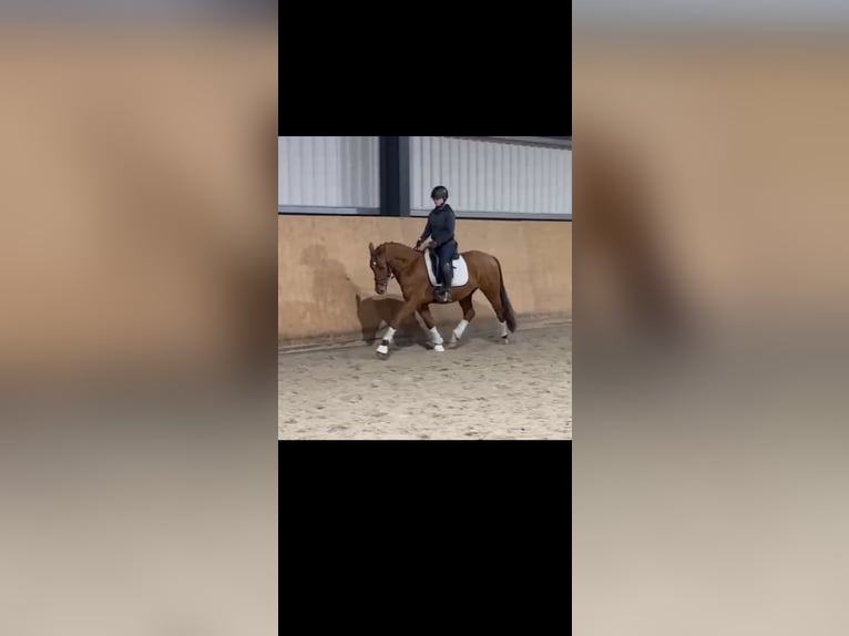 Duitse rijpony Ruin 4 Jaar 147 cm Vos in Trebbin