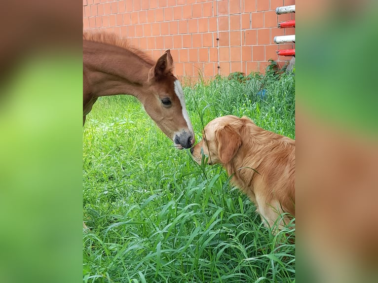 Duitse rijpony Ruin 4 Jaar 147 cm Vos in Petershagen