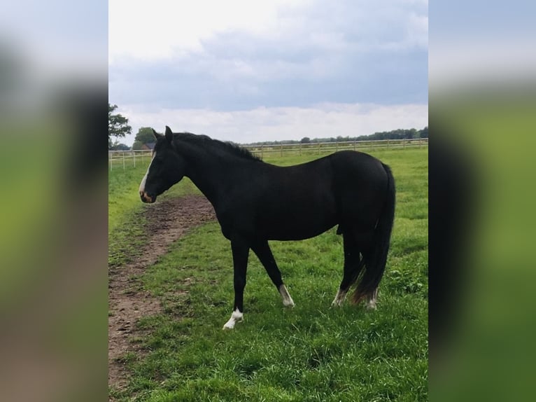Duitse rijpony Ruin 4 Jaar 147 cm Zwart in Neuenkirchen