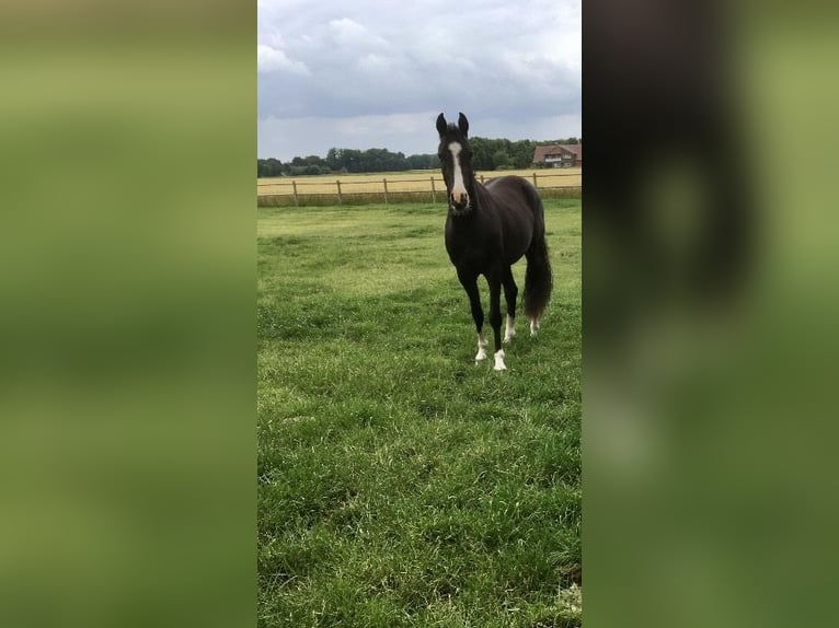 Duitse rijpony Ruin 4 Jaar 147 cm Zwart in Neuenkirchen
