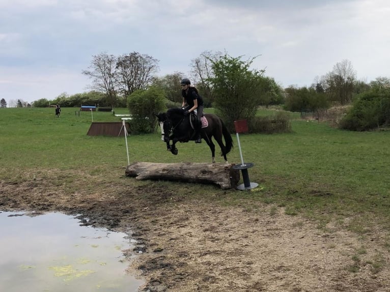 Duitse rijpony Ruin 4 Jaar 147 cm Zwartbruin in Bülstringen