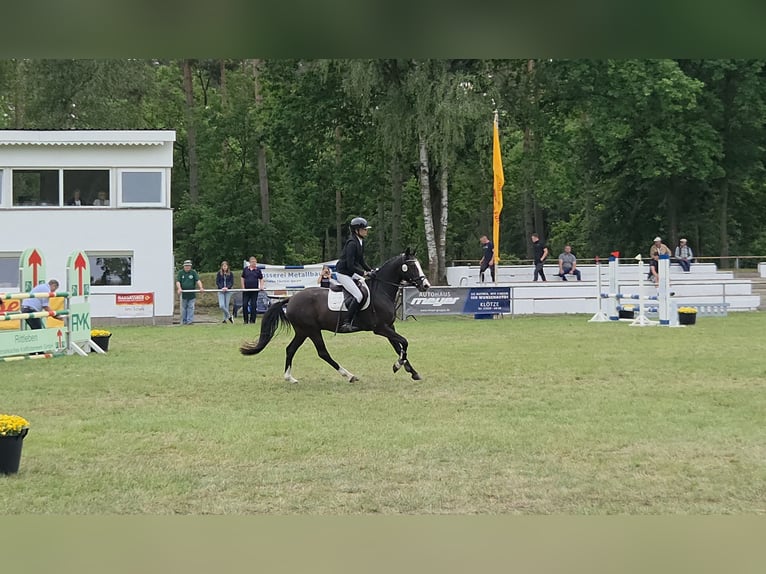 Duitse rijpony Ruin 4 Jaar 147 cm Zwartbruin in Bülstringen