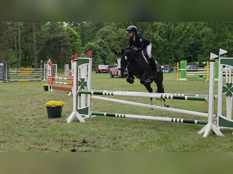 Duitse rijpony Ruin 4 Jaar 147 cm Zwartbruin in Bülstringen