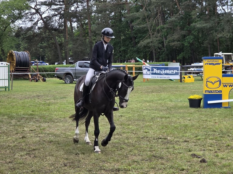 Duitse rijpony Ruin 4 Jaar 147 cm Zwartbruin in Bülstringen