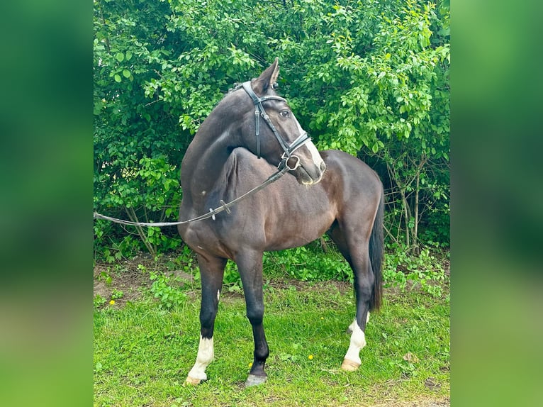 Duitse rijpony Ruin 4 Jaar 147 cm Zwartbruin in Bülstringen