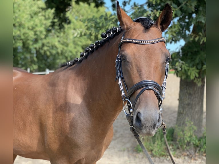 Duitse rijpony Ruin 4 Jaar 148 cm Bruin in Pampow