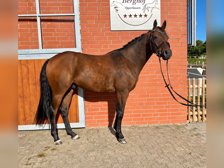Duitse rijpony Ruin 4 Jaar 148 cm Bruin in Einbeck