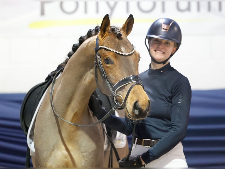 Duitse rijpony Ruin 4 Jaar 148 cm Bruin in Marsberg