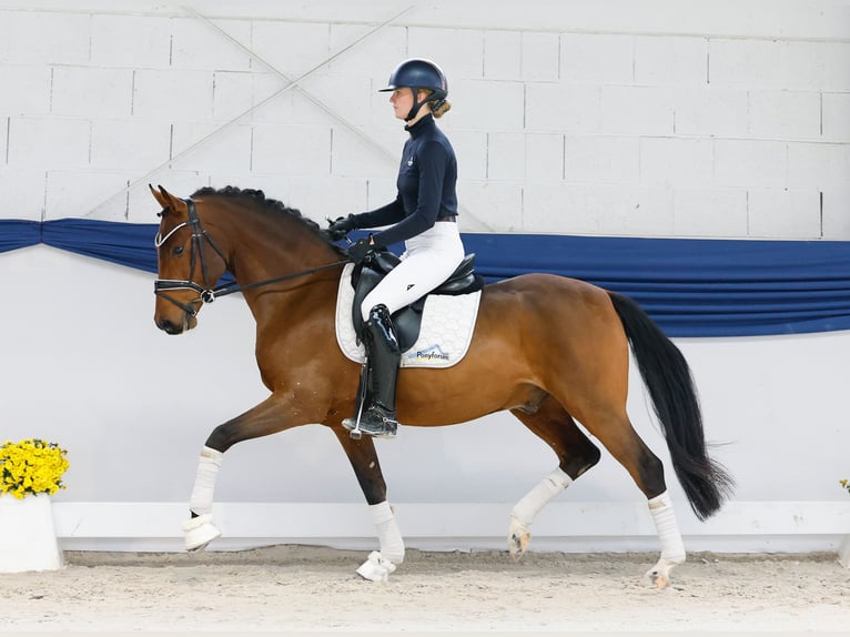 Duitse rijpony Ruin 4 Jaar 148 cm Bruin in Marsberg Duitse rijpony Ruin 4 Jaar 148 cm Bruin in Marsberg