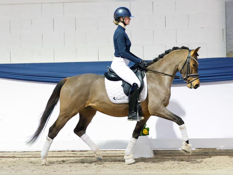 Duitse rijpony Ruin 4 Jaar 148 cm Bruin in Marsberg
