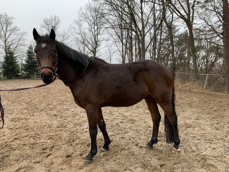Duitse rijpony Ruin 4 Jaar 148 cm Bruin in Penig