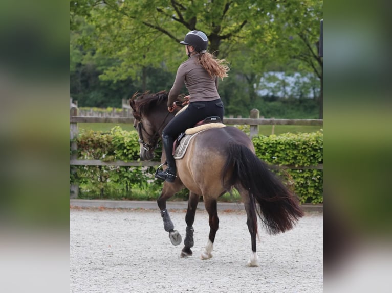 Duitse rijpony Ruin 4 Jaar 148 cm Buckskin in Oberhausen