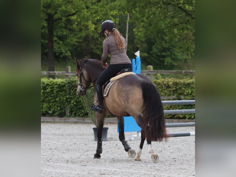 Duitse rijpony Ruin 4 Jaar 148 cm Buckskin in Oberhausen