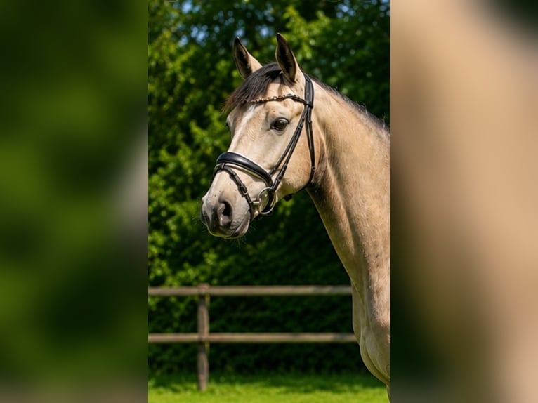 Duitse rijpony Ruin 4 Jaar 148 cm Buckskin in Mettingen