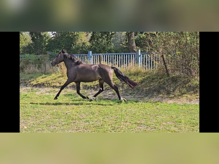 Duitse rijpony Ruin 4 Jaar 148 cm Buckskin in Niederzier