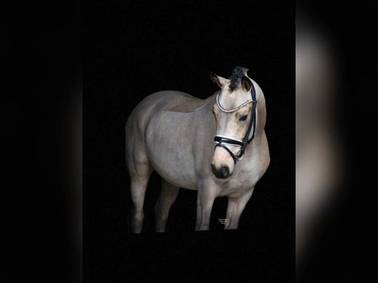 Duitse rijpony Ruin 4 Jaar 148 cm Buckskin in Recke, bei Osnabrück