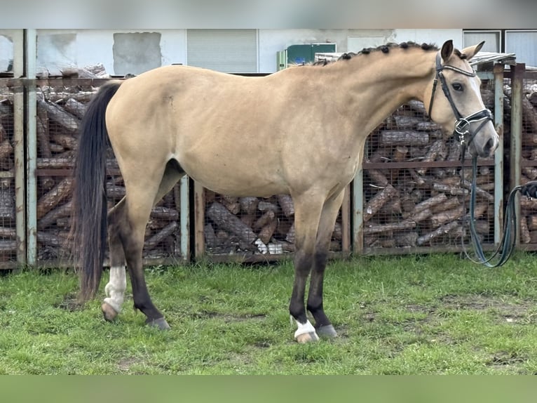 Duitse rijpony Ruin 4 Jaar 148 cm Buckskin in Treuenbrietzen