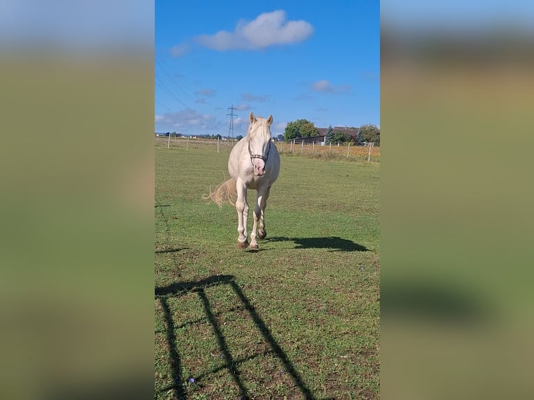 Duitse rijpony Ruin 4 Jaar 148 cm Cremello in Marchtrenk