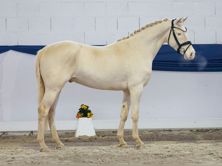 Duitse rijpony Ruin 4 Jaar 148 cm Cremello in Marsberg